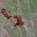 Image of Juncus acutus subsp. acutus