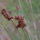 Image de Juncus acutus subsp. acutus