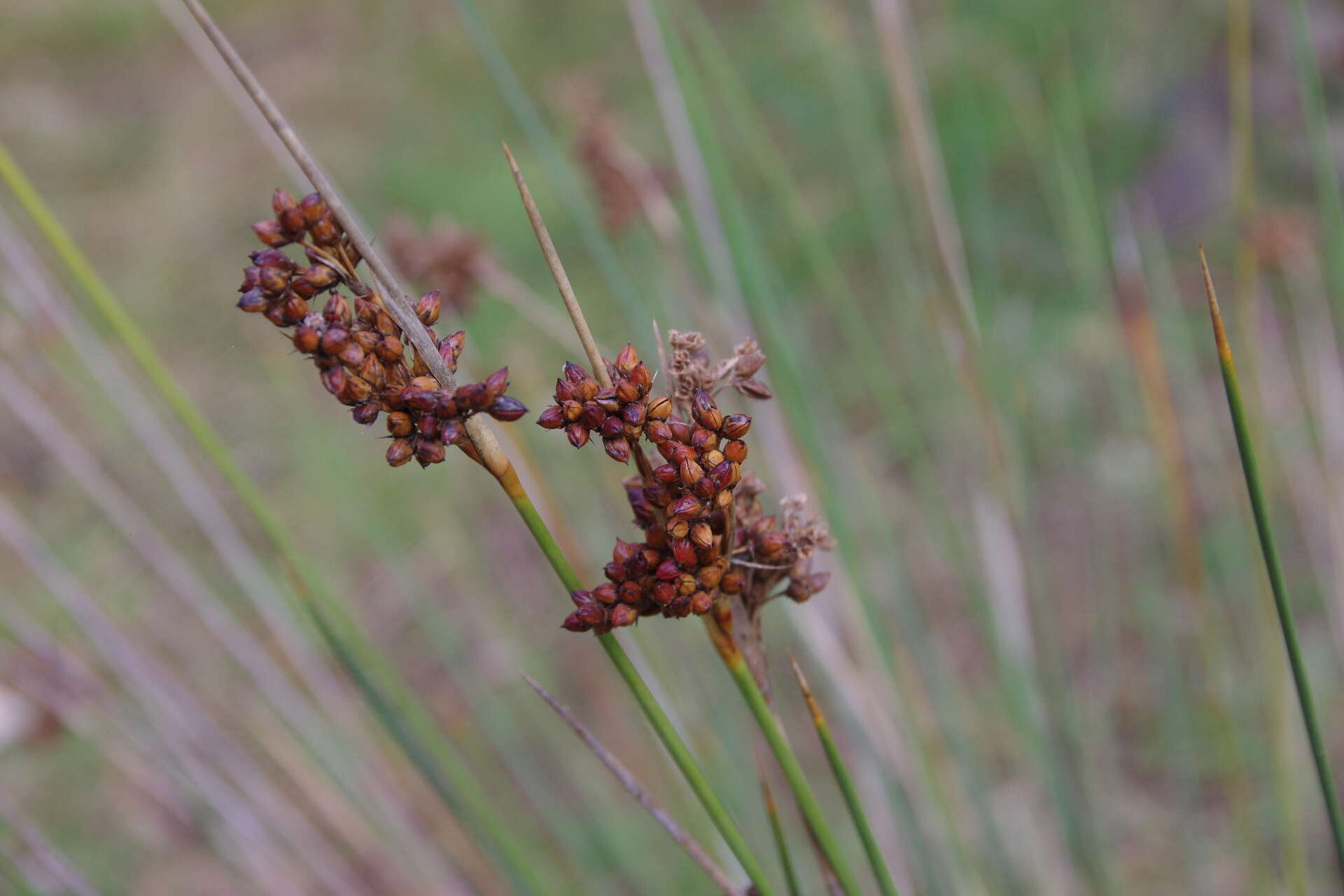 Image of Juncus acutus subsp. acutus