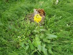 Image of Ligularia thyrsoidea (Ledeb.) DC.