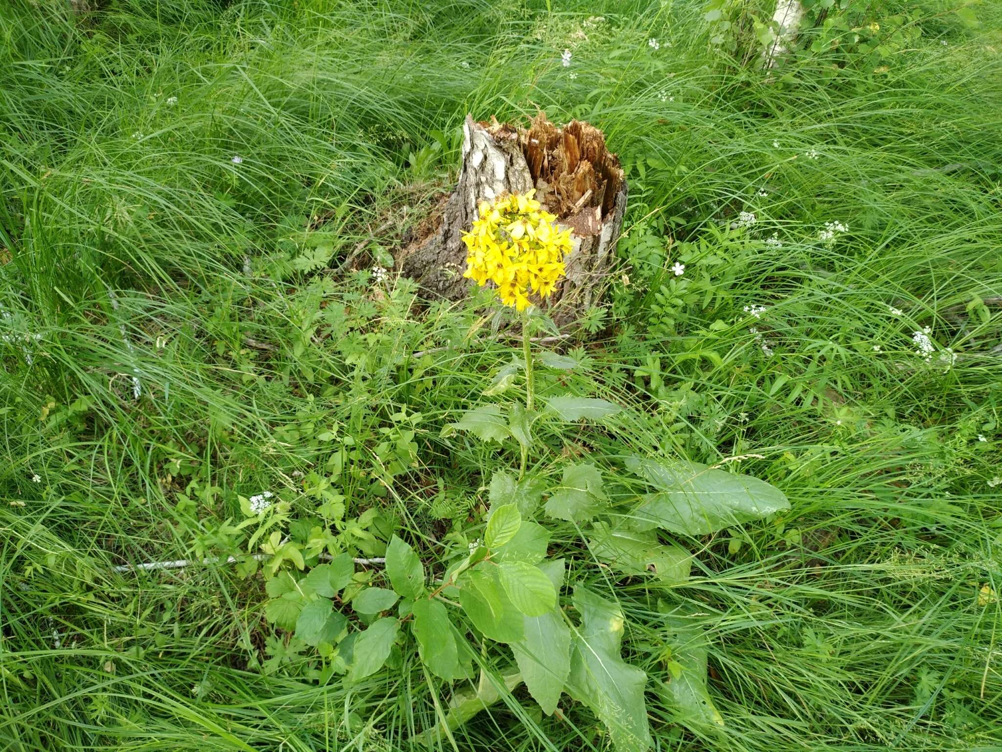 Image de Ligularia thyrsoidea (Ledeb.) DC.