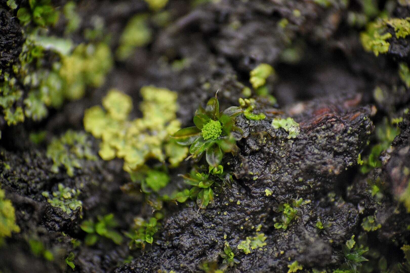 Image of small hairy screw-moss