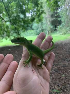 Image of Northland green gecko