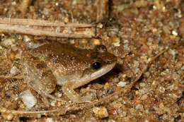 Image of Natal Dwarf Puddle Frog