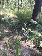 Eupatorium sullivaniae E. E. Schill.的圖片