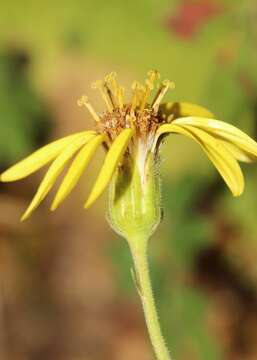 Image of Roldana platanifolia (Benth.) H. Rob. & Brettell