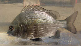 Image of Black bream