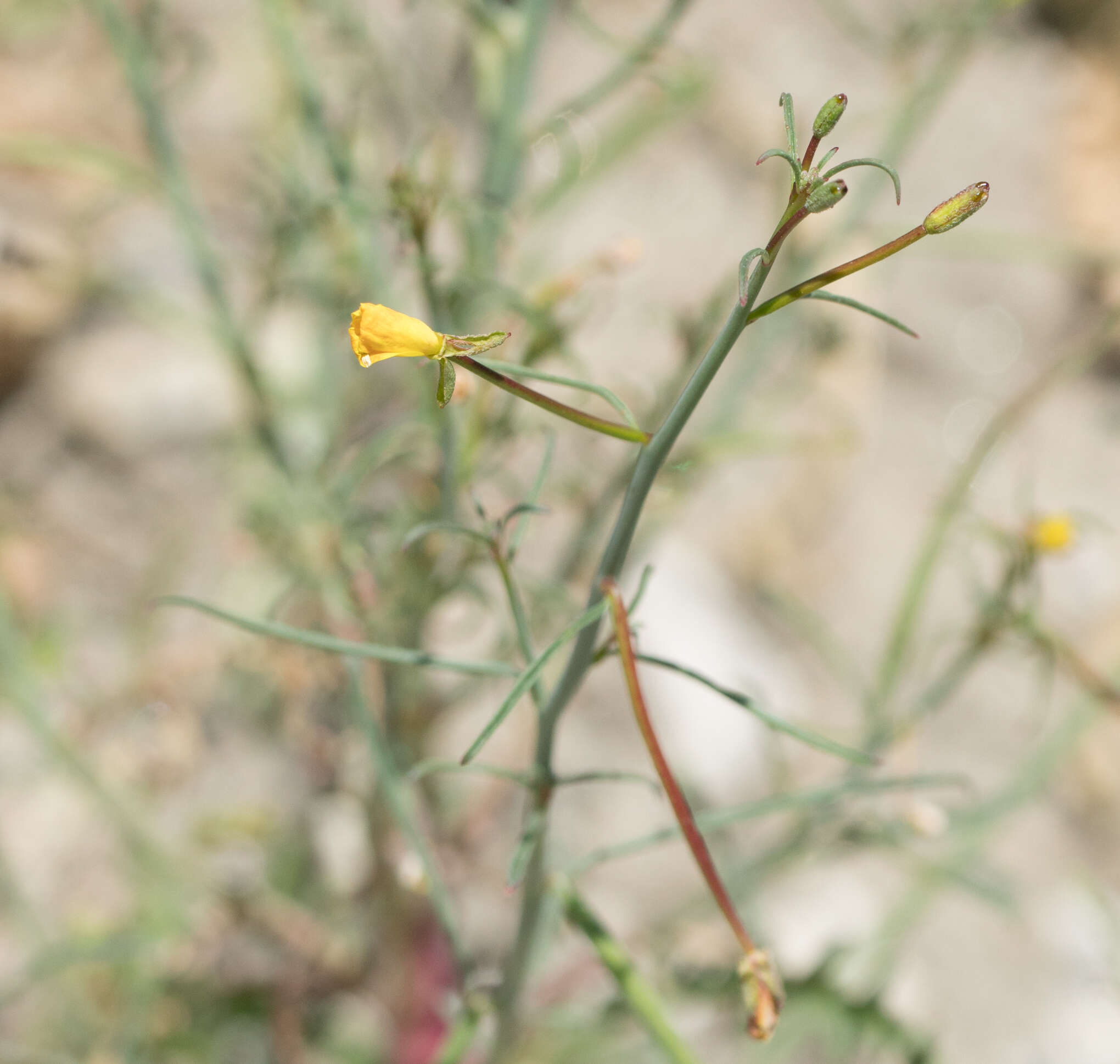 Image of California suncup