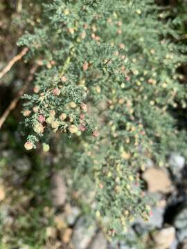 Image of Myricaria bracteata Royle