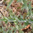 Image of Cirsium occidentale var. coulteri (Harvey & A. Gray) Jepson