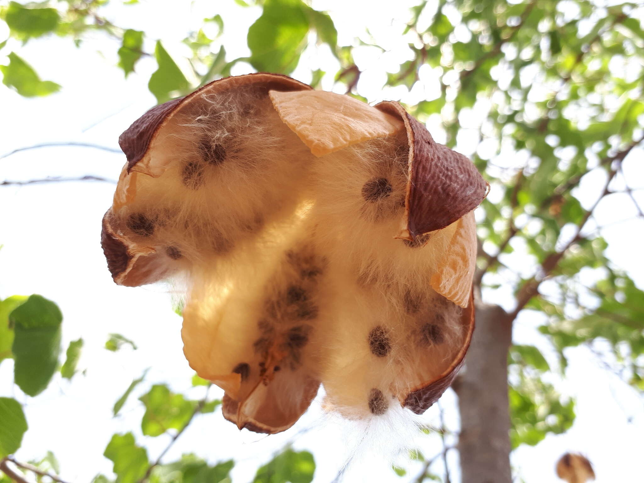 Imagem de Cochlospermum fraseri Planch.