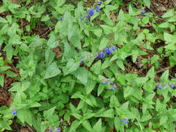 Image of desert indigo sage