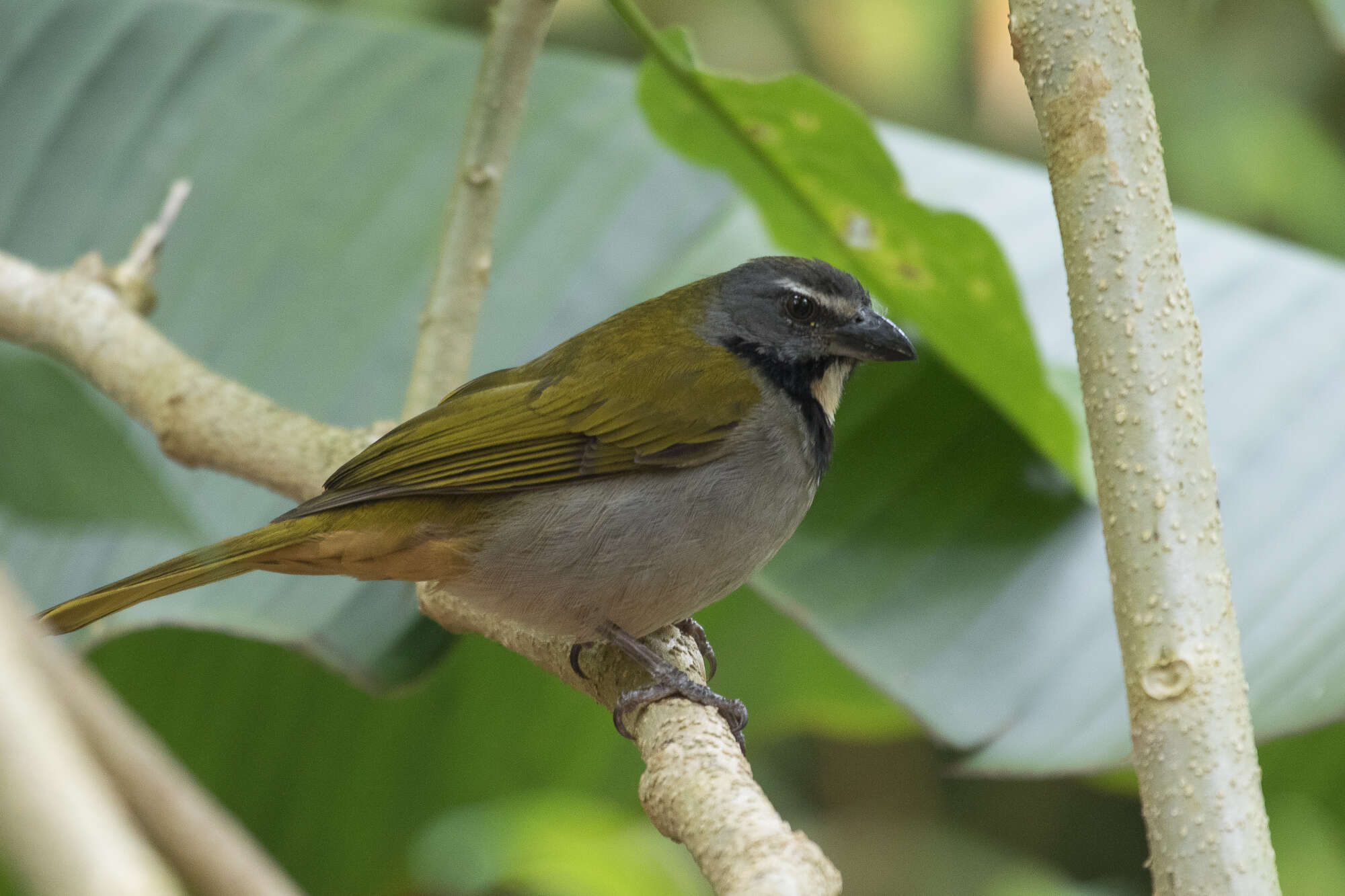 Image of Buff-throated Saltator