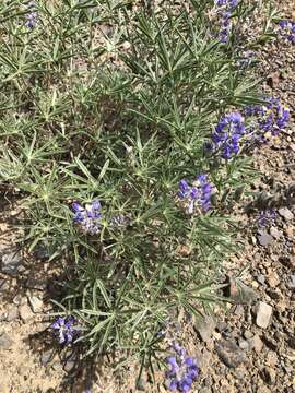 Plancia ëd Lupinus argenteus var. montigenus