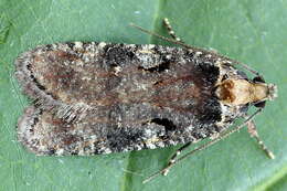 Image of Agonopterix liturosa Haworth 1811