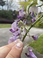 Image of Japanese wisteria