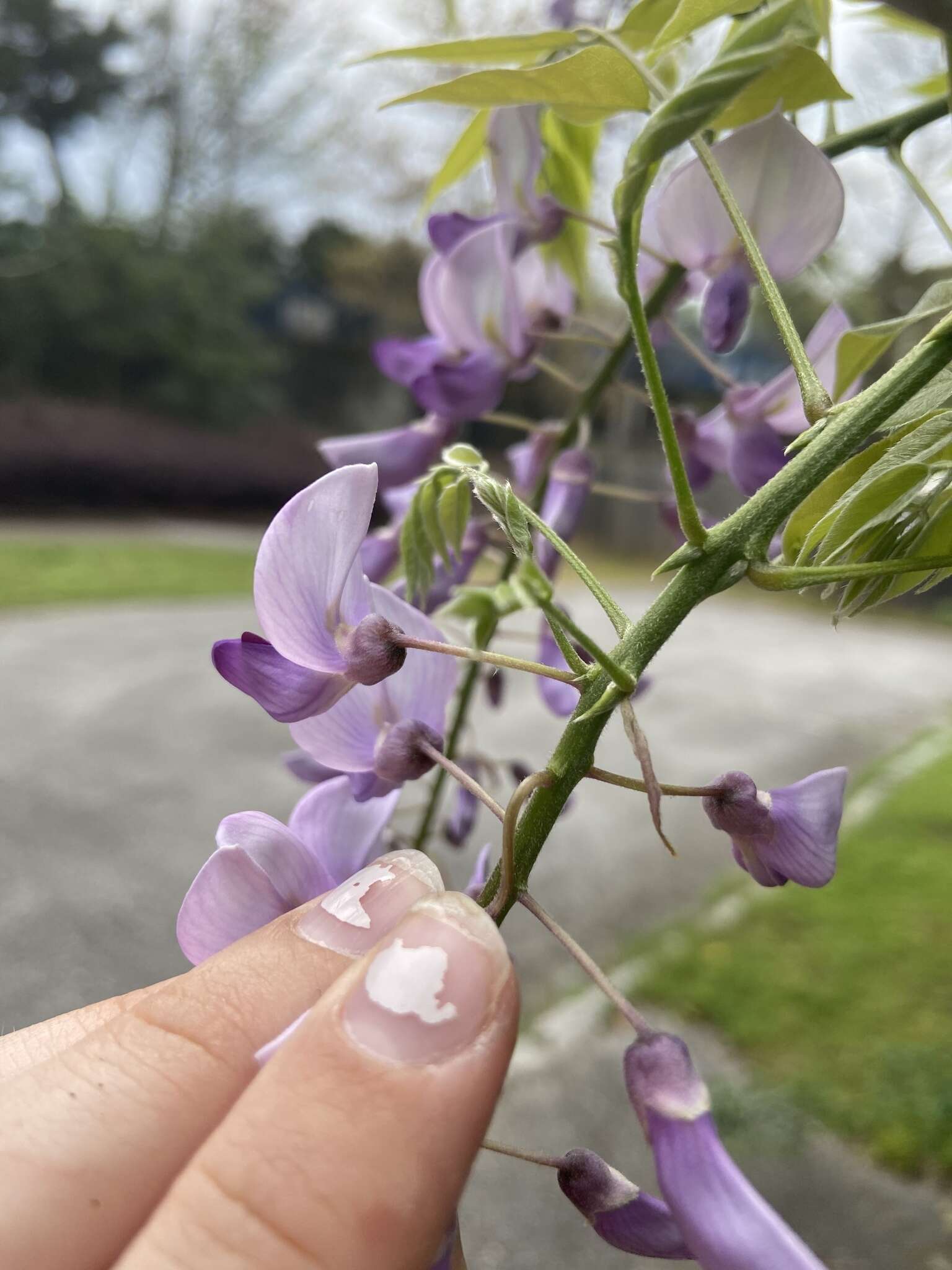 Image of Japanese wisteria