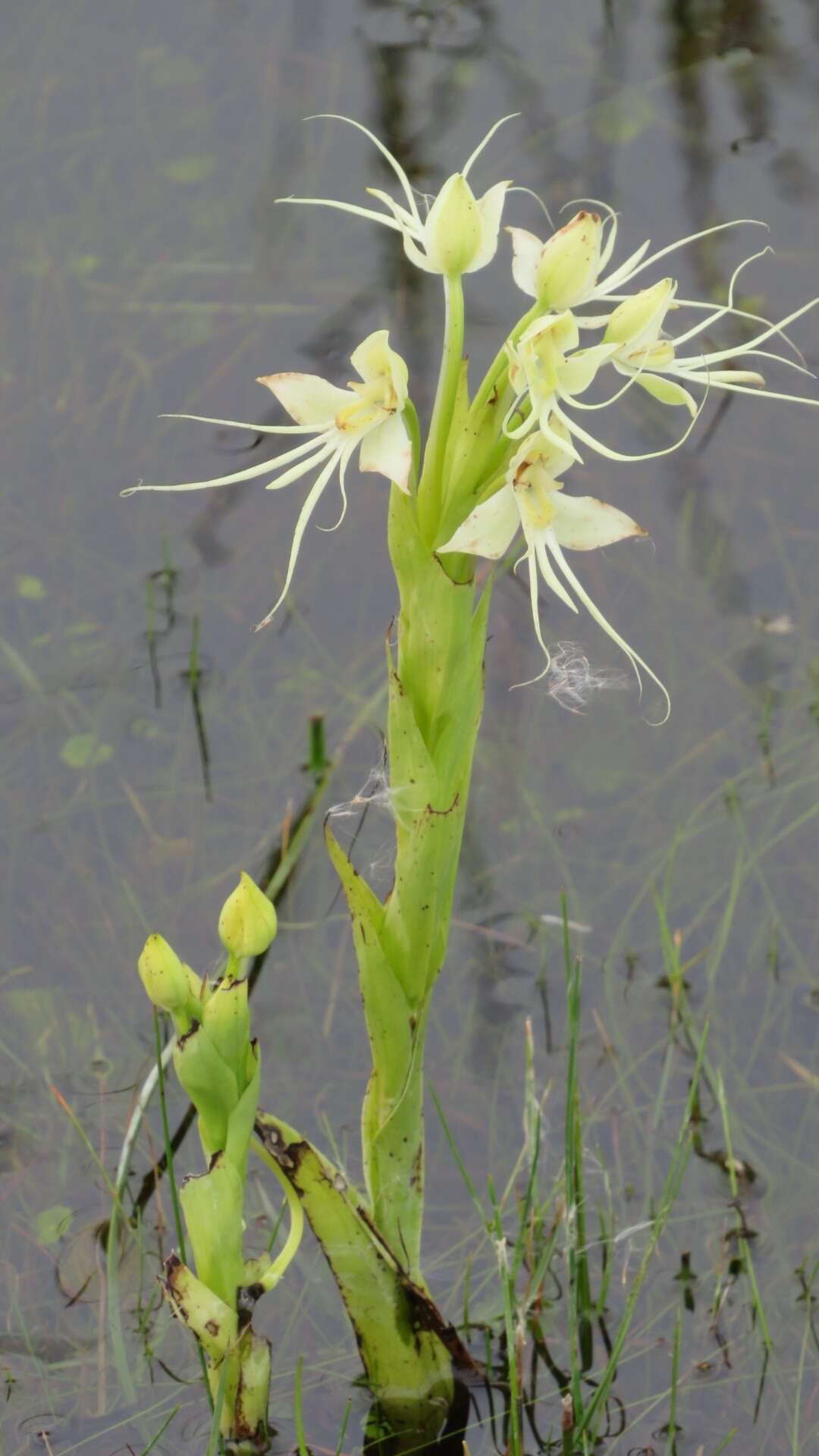 Image of Habenaria gourlieana Gillies ex Lindl.