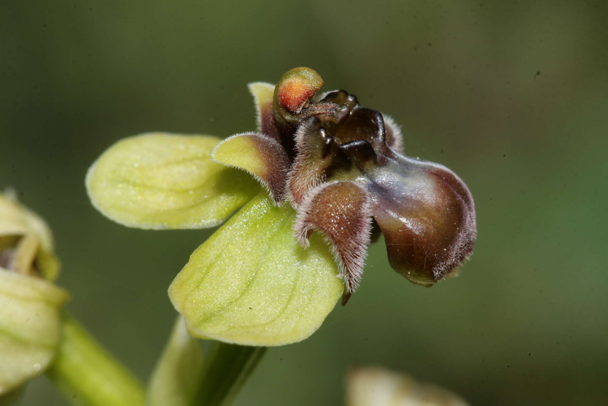 Image of Bumblebee orchid