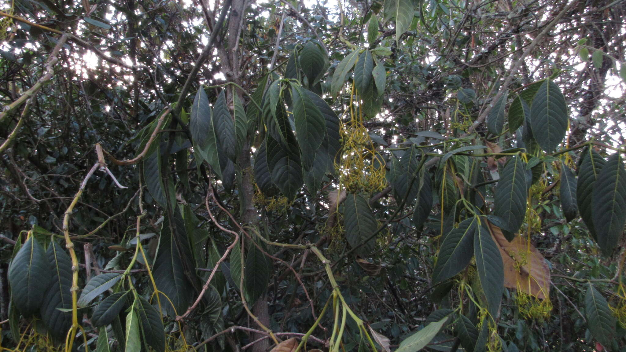 Image de Palicourea paniculata (L. fil.) P. L. R. Moraes & C. M. Taylor