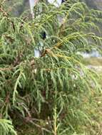 Image of Drooping Juniper