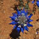 Image of Dalea azurea (Phil.) Reiche