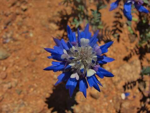 Image of Dalea azurea (Phil.) Reiche