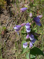 Image of stickystem penstemon