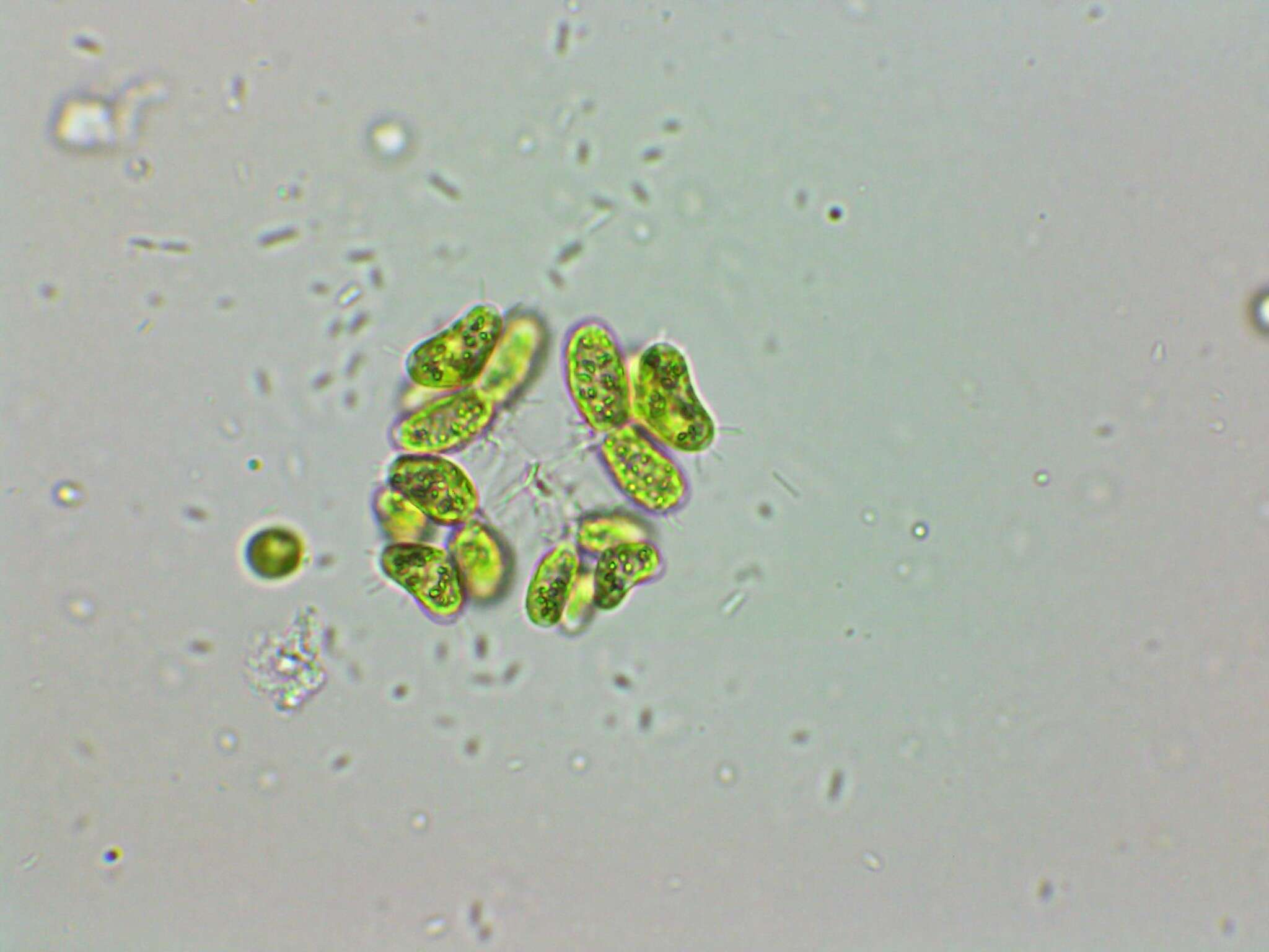 Imagem de Dimorphococcus Braun 1855