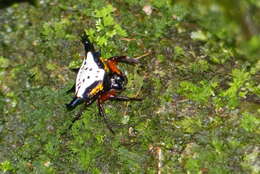 Image of Gasteracantha crucigera Bradley 1877