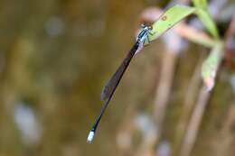 Image of Nesobasis angulicollis Tillyard 1924