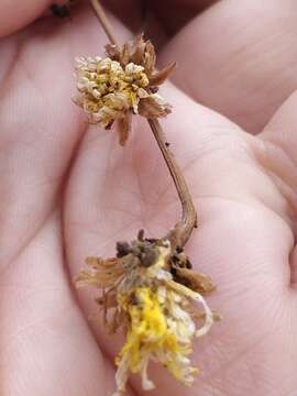 Image of Sonchus ustulatus subsp. ustulatus