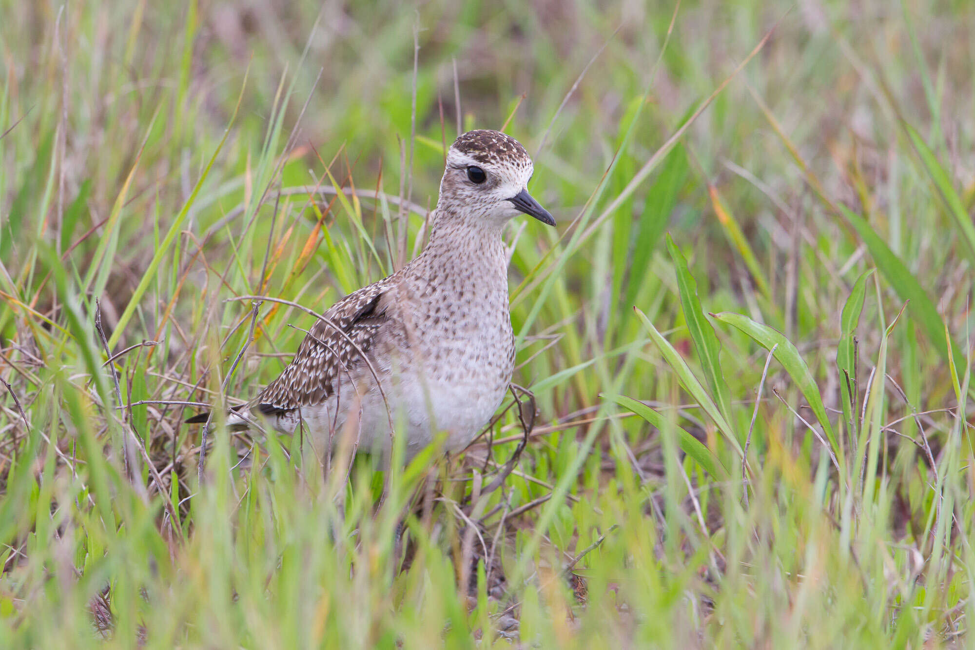 Image of American Golden Plover