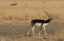 Image de Antilope Pallas 1766