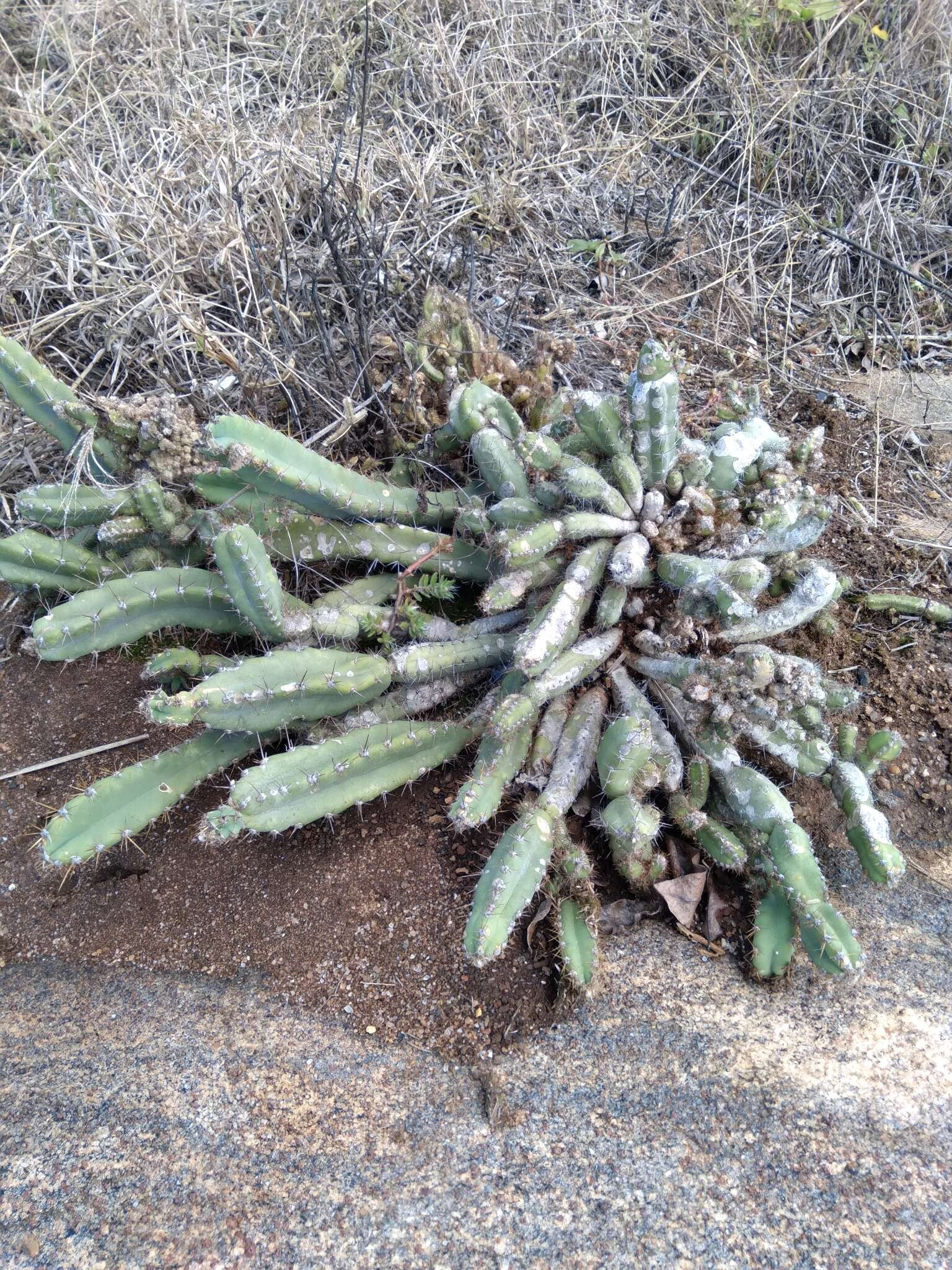 Image of Cereus fernambucensis subsp. fernambucensis