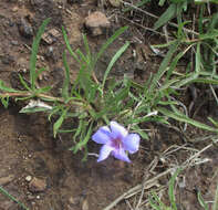 Image of Ruelliopsis