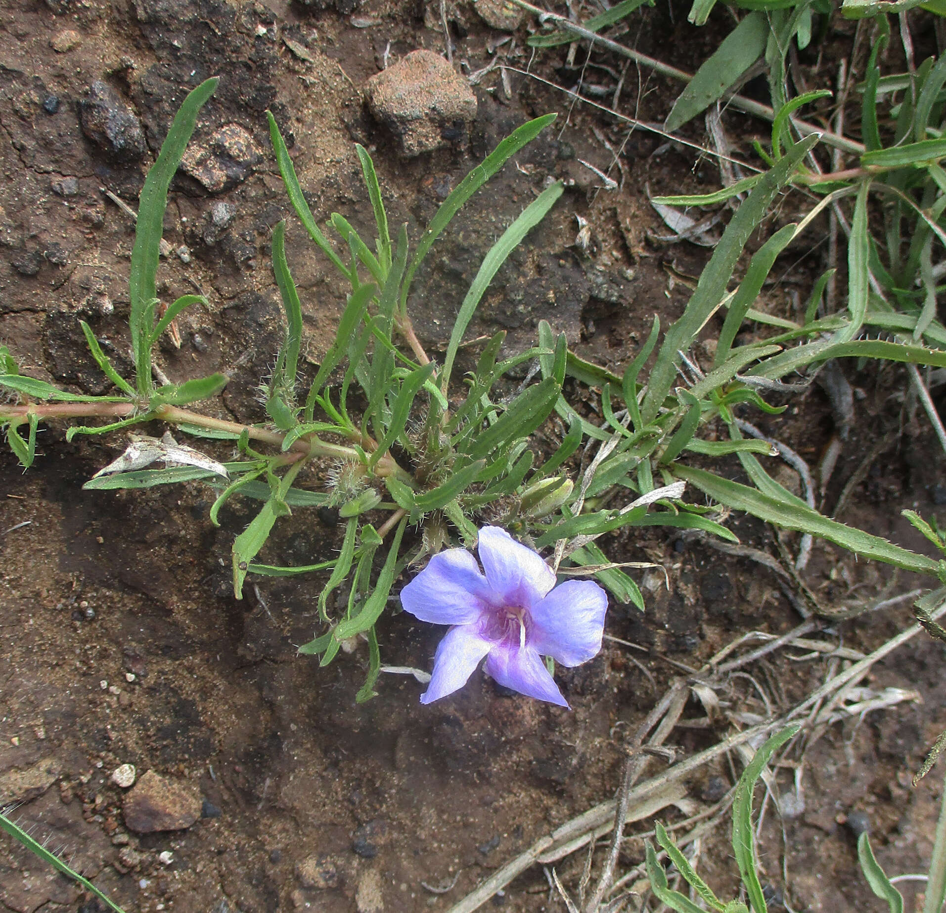 Image of Ruelliopsis