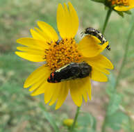 Imagem de Acmaeodera chiricahuae Barr 1972