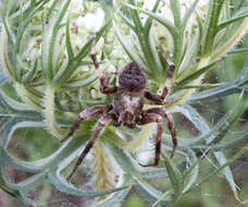 Image of Neoscona subfusca (C. L. Koch 1837)