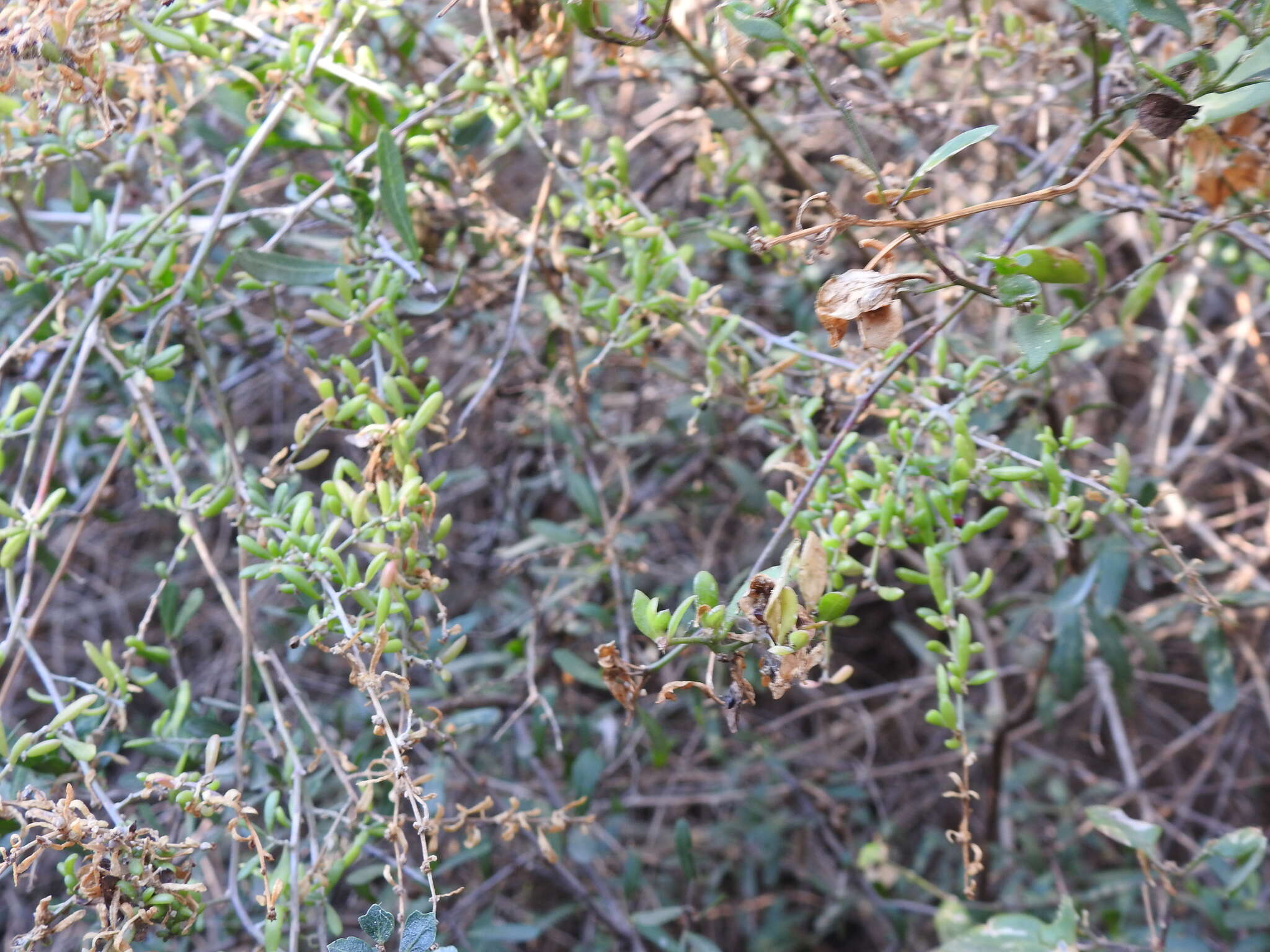 Image of Grahamia bracteata Gill.