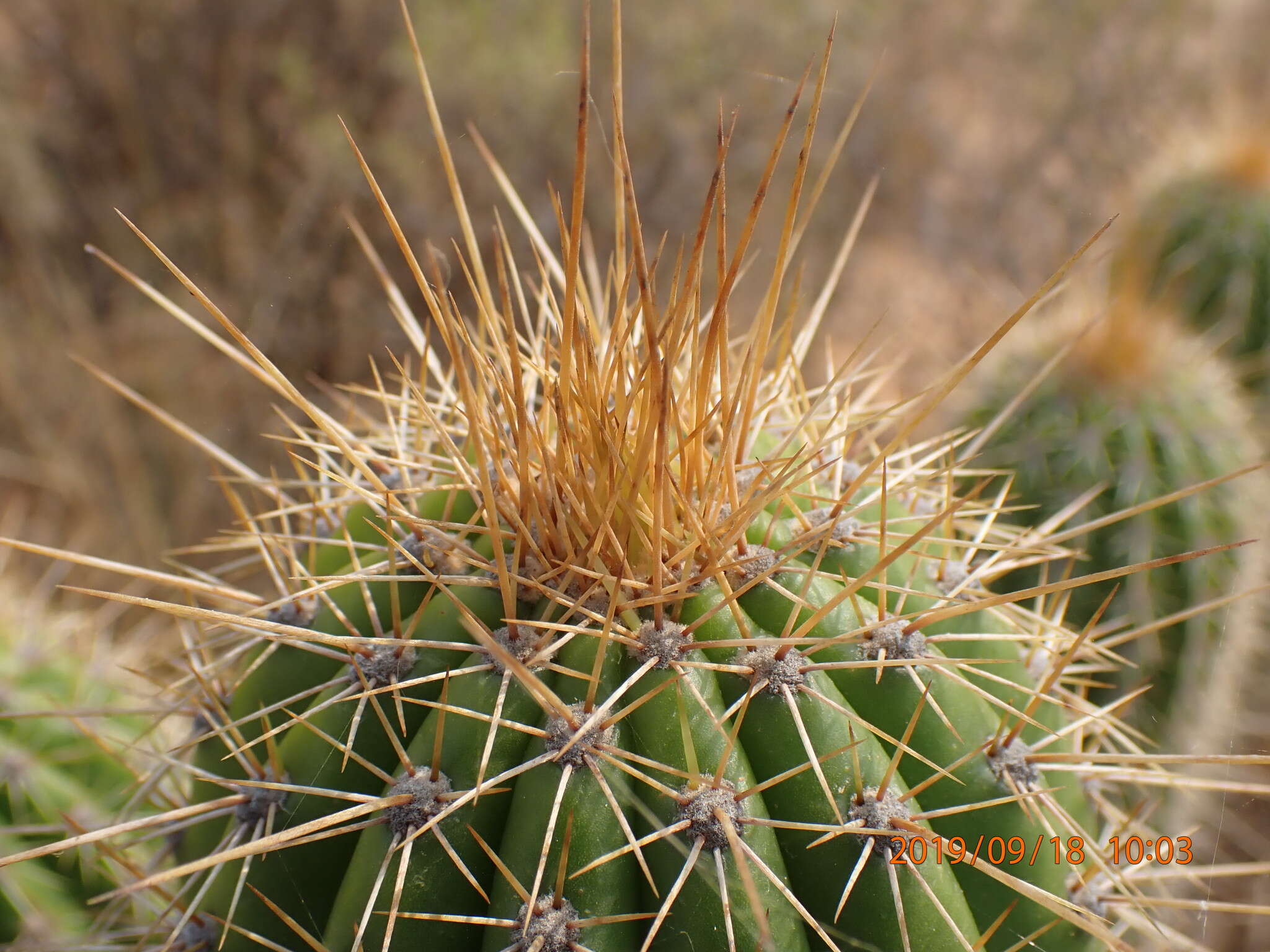 Plancia ëd <i>Trichocereus spachianus</i>