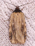 Image de Agonopterix atrodorsella Clemens 1863