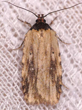 Image of Agonopterix atrodorsella Clemens 1863