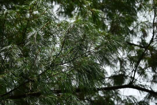 Pinus strobus var. chiapensis Martínez resmi