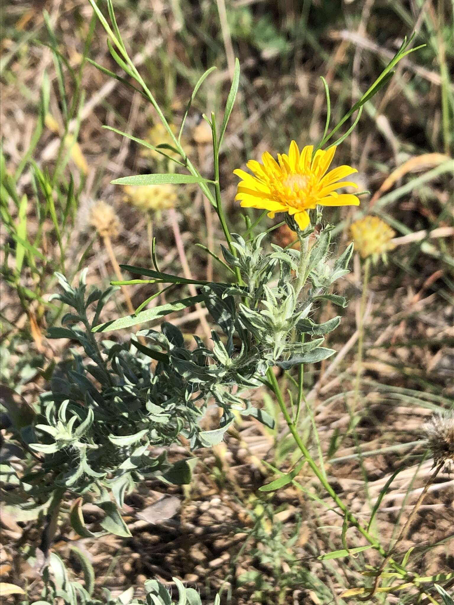 Image of hoary false goldenaster