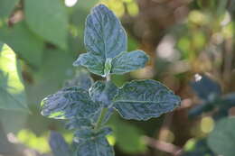 Image of Gomphrena elegans C. Mart.