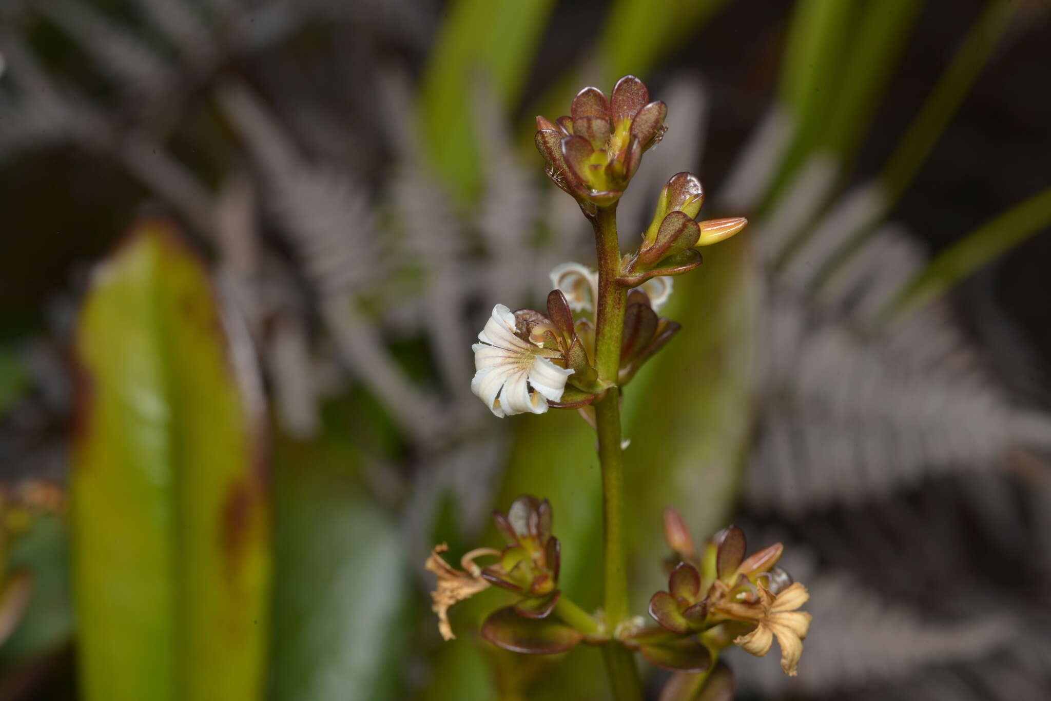 Imagem de Scaevola beckii Zahlbr.