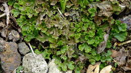 Image of Marchantia polymorpha subsp. ruderalis Bischl. & Boissel.-Dub.