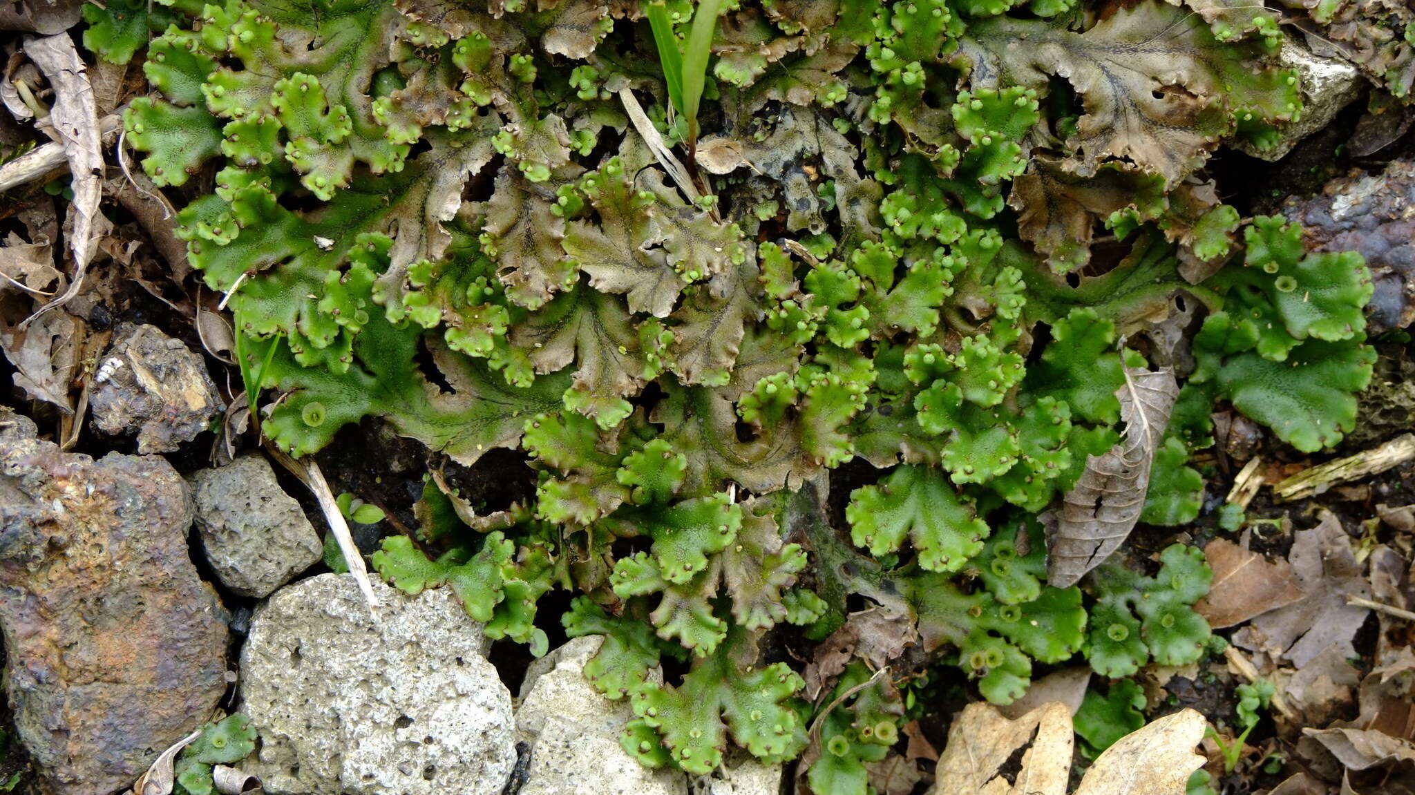 Image de Marchantia polymorpha subsp. ruderalis Bischl. & Boissel.-Dub.