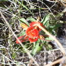 Image of rigid Indian paintbrush